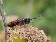 Pimpla turionellae