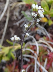 Draba cana