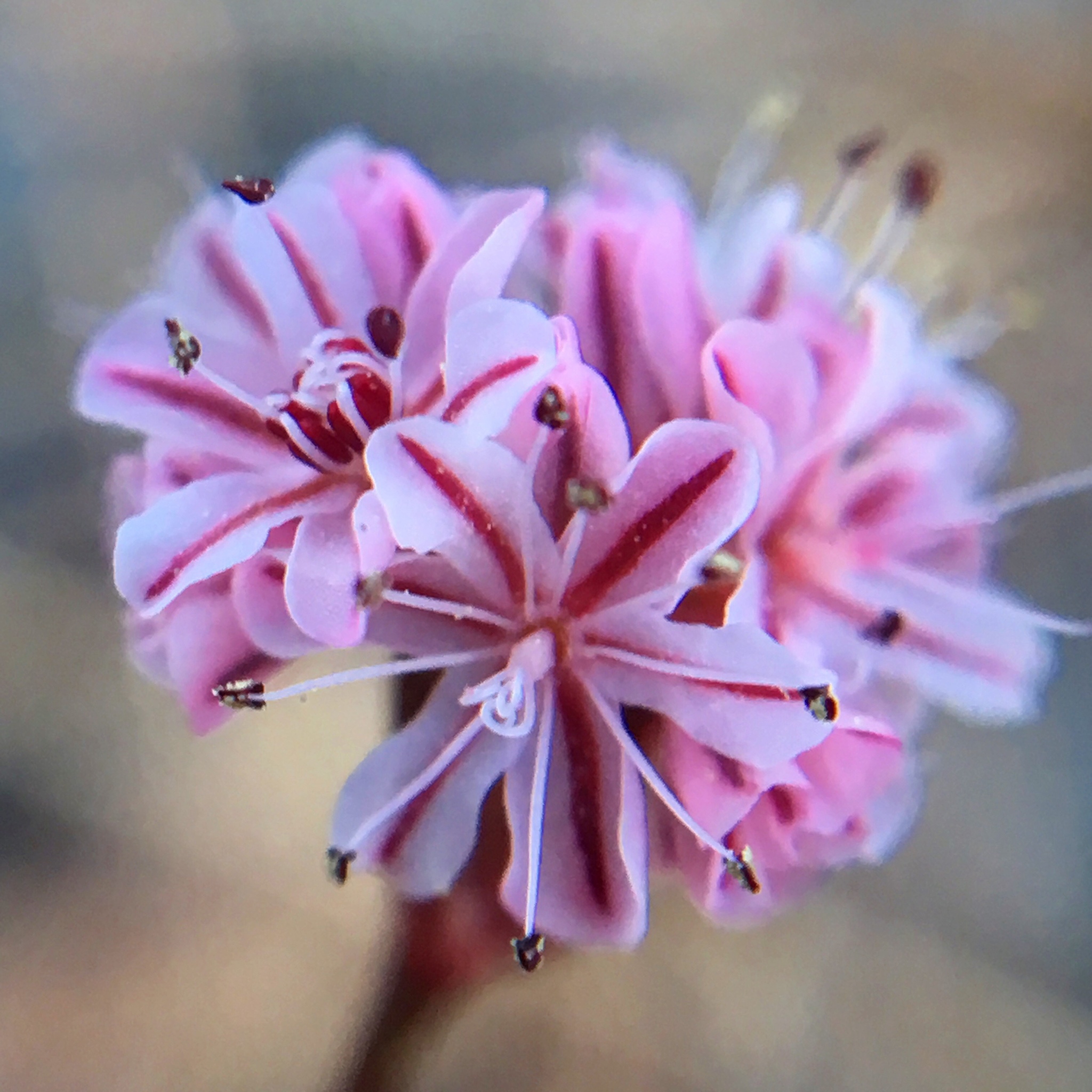 Eriogonum luteolum var. caninum