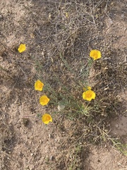 Eschscholzia californica