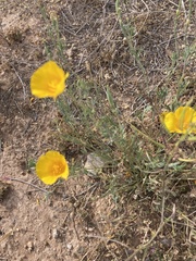 Eschscholzia californica