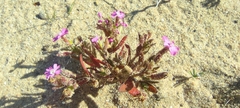 Silene littorea
