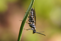 Empria