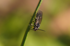 Empria