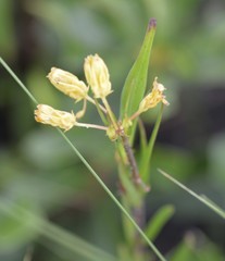 Asclepias pedicellata