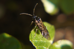 Empria
