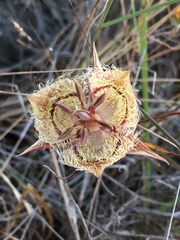 Calochortus tiburonensis