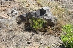 Ondetia linearis