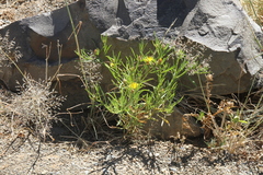 Ondetia linearis