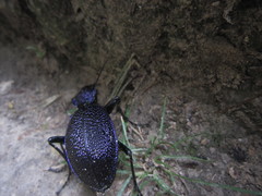 Carabus scabrosus tauricus