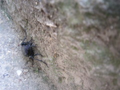 Carabus scabrosus tauricus