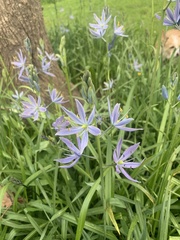 Camassia leichtlinii