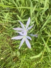 Camassia leichtlinii