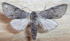 Acronicta cyanescens