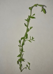 Magnoliopsida