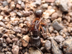 Camponotus hesperius