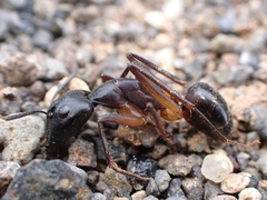 Camponotus hesperius