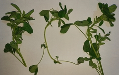 Trifolieae