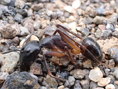 Camponotus hesperius