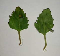 Chenopodiastrum murale
