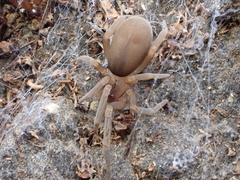 Filistata canariensis
