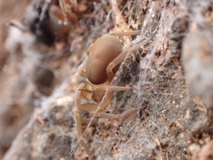 Filistata canariensis
