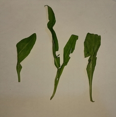 Magnoliopsida