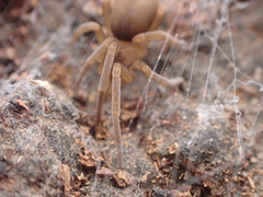 Filistata canariensis