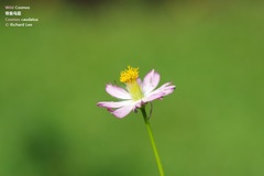 Cosmos caudatus