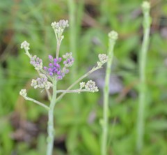 Carphephorus carnosus