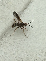 Poecilopompilus interruptus