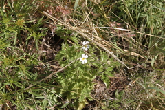 Jamesbrittenia primuliflora