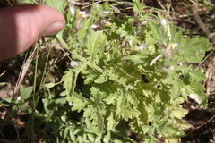 Jamesbrittenia primuliflora