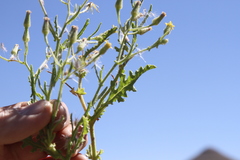 Senecio consanguineus
