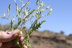 Senecio consanguineus