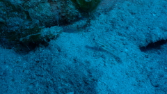 Coryphopterus glaucofraenum