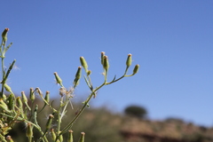 Senecio consanguineus