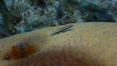 Photo of Cleaning goby (Elacatinus genie)