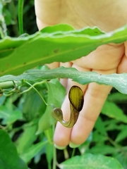 Aristolochia sempervirens