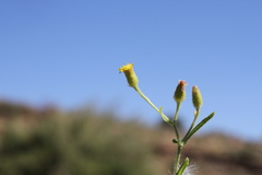 Senecio consanguineus