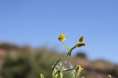 Senecio consanguineus