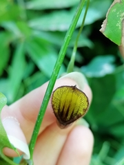 Aristolochia sempervirens