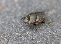 Palaeonthophagus