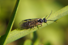Empria