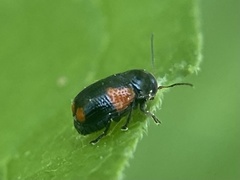 Cryptocephalus quadruplex