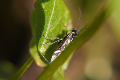 Empria