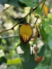 Aristolochia sempervirens