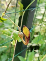 Aristolochia sempervirens