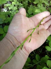 Asparagus verticillatus