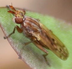 Elgiva solicita